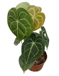 6" Anthurium Clarinervium 